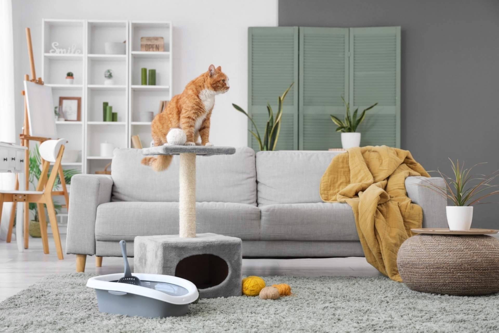 Orina de mascotas en muebles; cómo afecta a las telas y espumas si no se trata con equipos adecuados